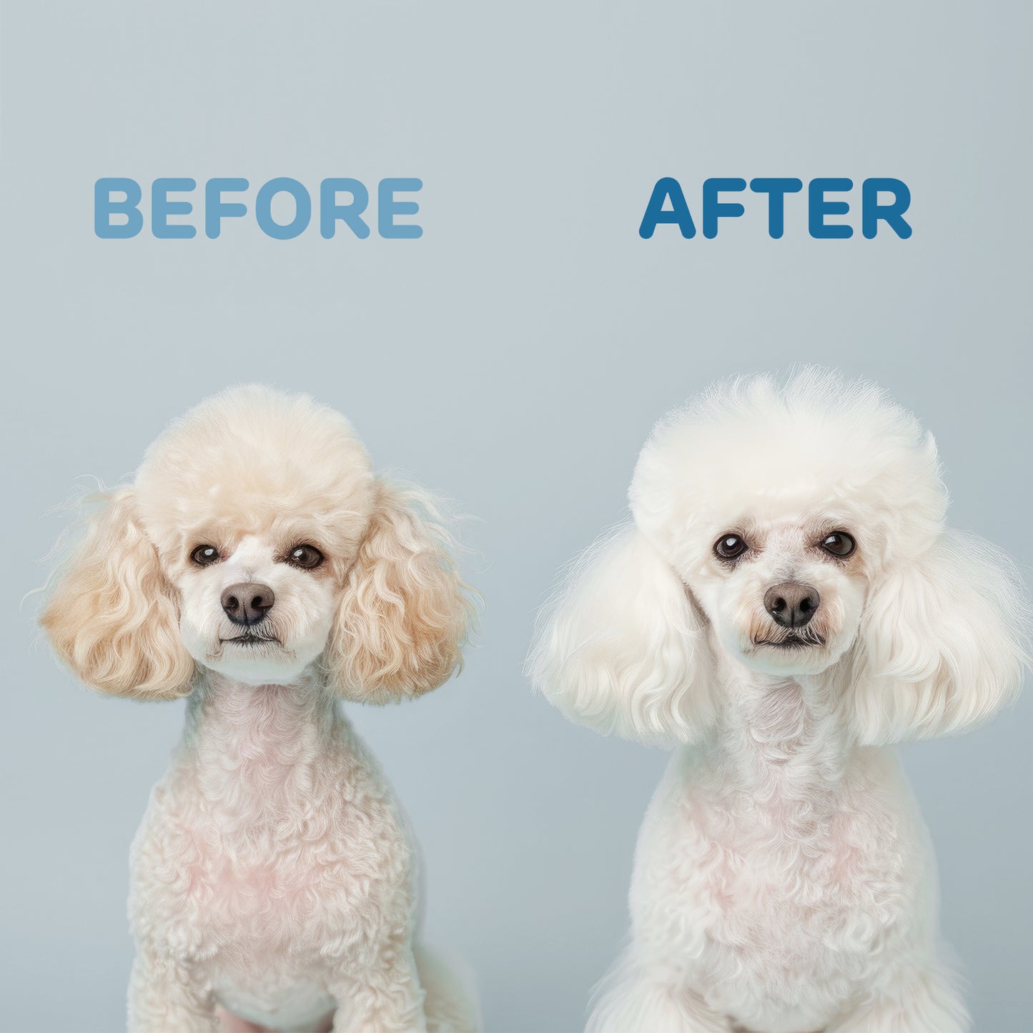 Pet Shampoo